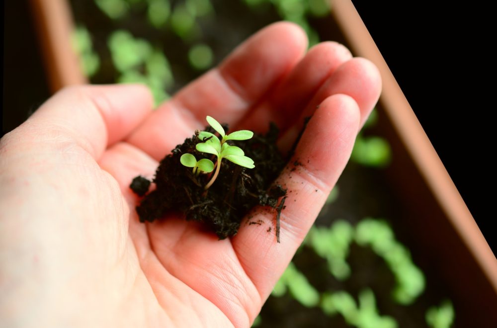 Microgreen Keimling