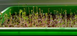 Microgreens am Fenster