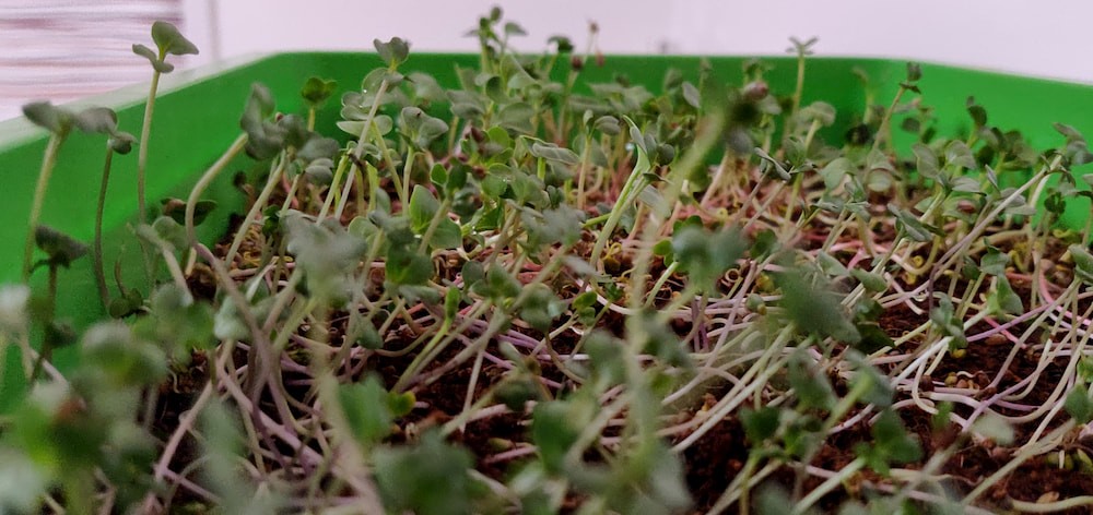 Microgreens ernte fertig